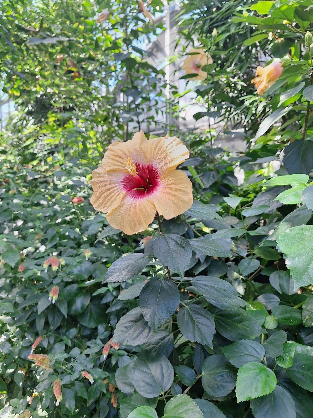 eine große orangefarbene Blume, die auf einem üppig grünen Wald sitzt