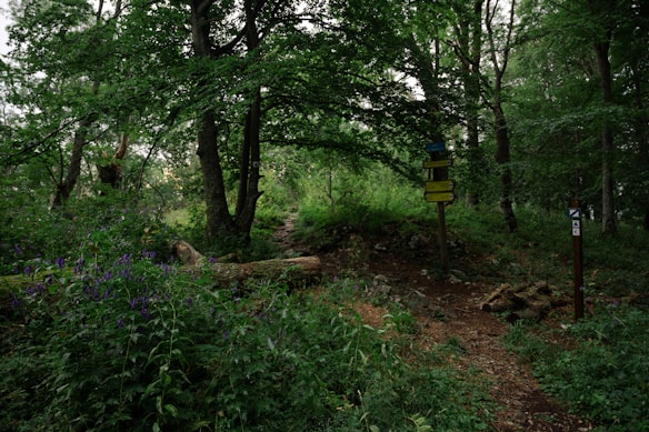 A lush green forest setting with tall trees and dense foliage. A path winds through the scene, marked by signposts with colorful directional signs. Purple wildflowers add splashes of color among the greenery, and fallen logs are scattered across the forest floor.