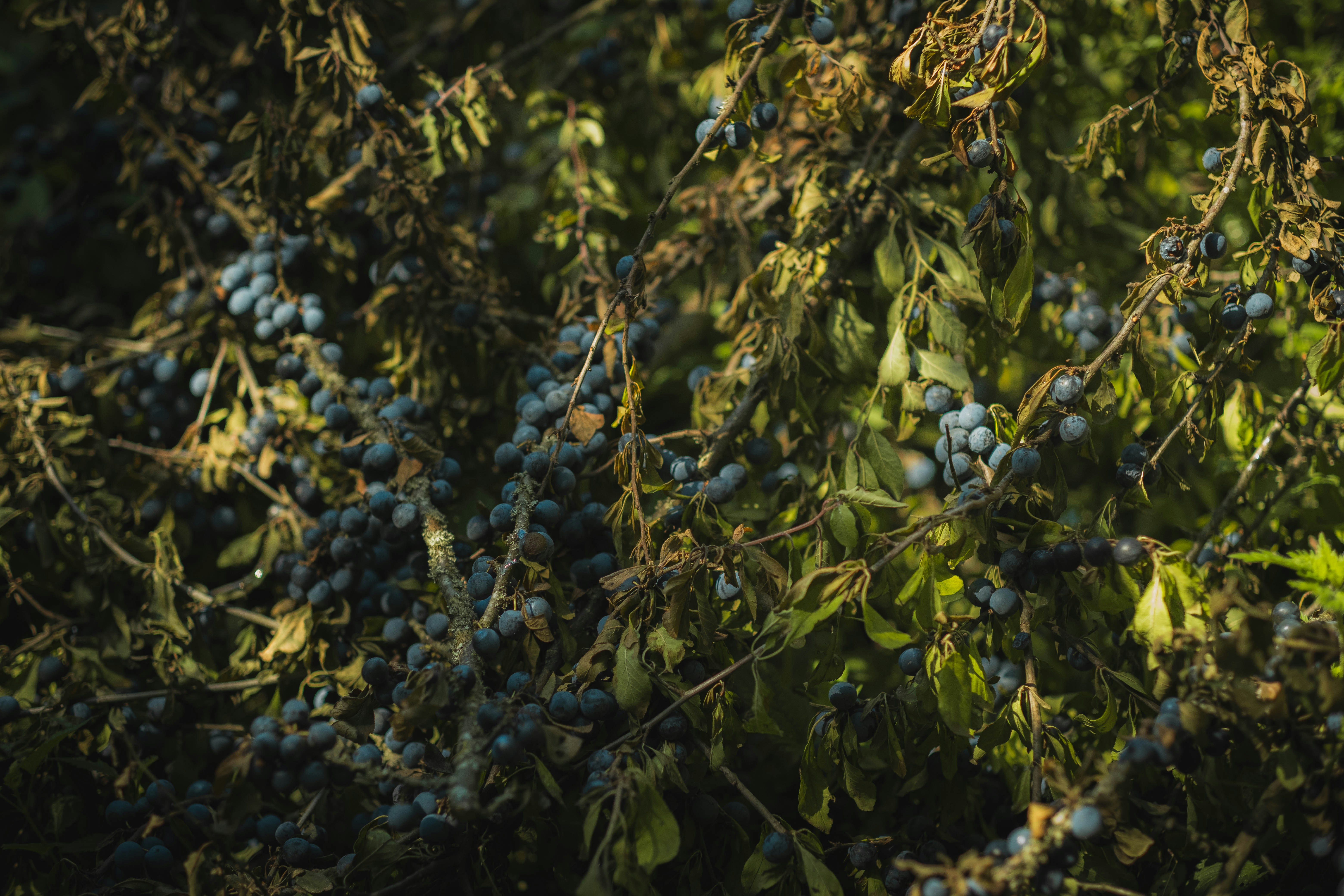 a bunch of blue berries hanging from a tree