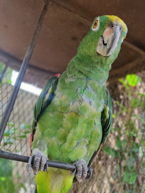 A vibrant green parrot with a yellow head is perched on a metal bar inside an enclosure. The bird has bright eyes and textured feathers. The background is a mix of mesh wiring and blurred greenery.