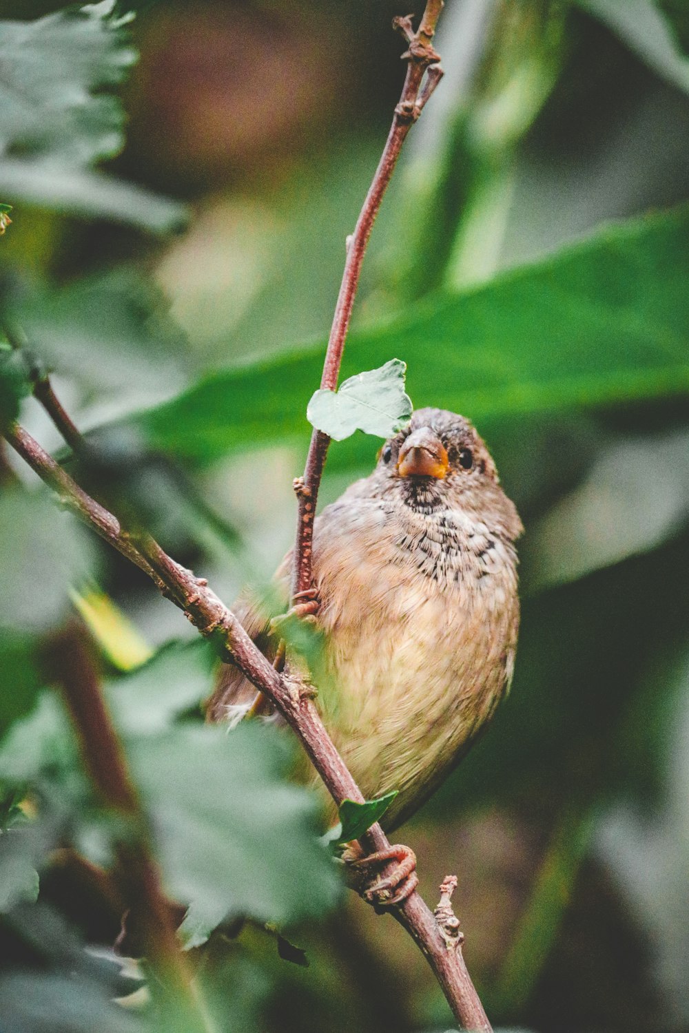 a small bird sitting on a branch of a tree