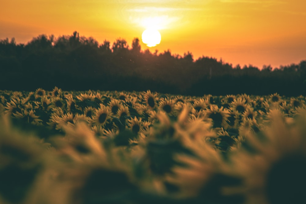 the sun is setting over a field of sunflowers