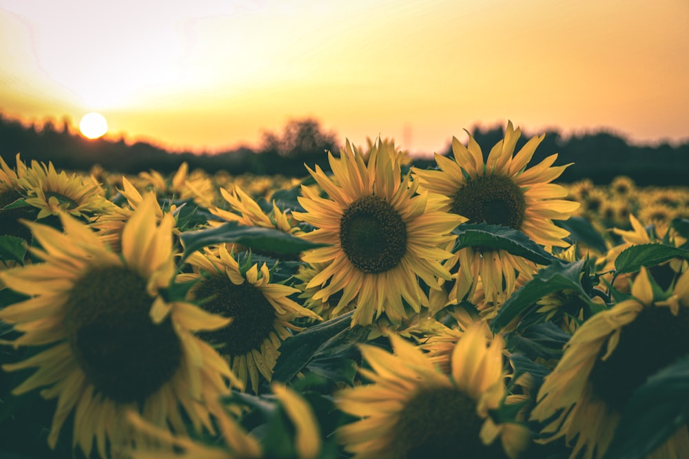 a field of sunflowers with the sun setting in the background