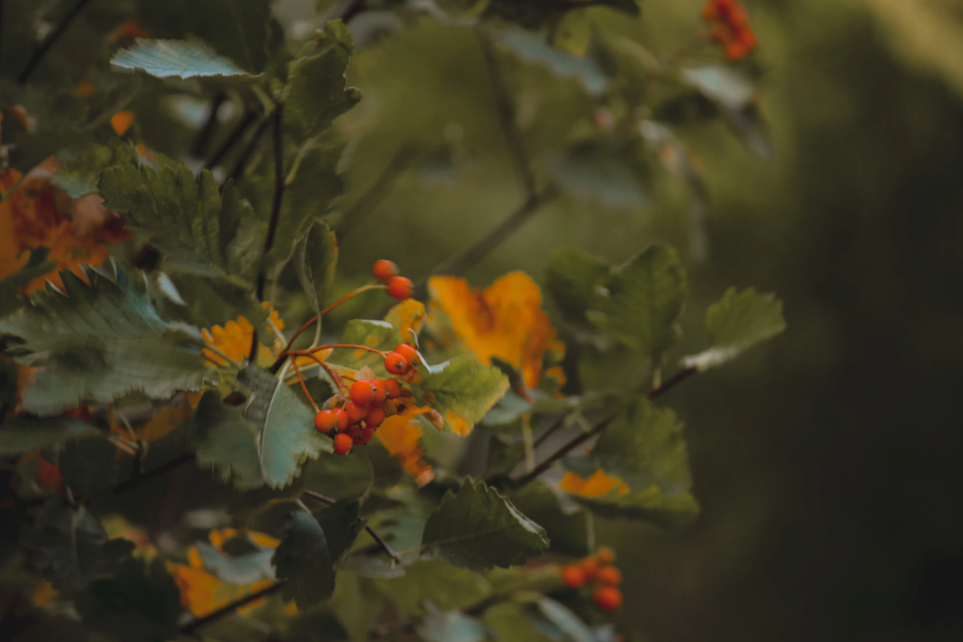 woman wearing yellow long-sleeved dress under white clouds and blue sky during daytime