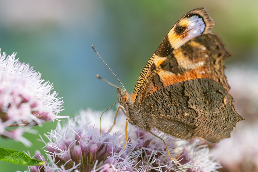 a close up of a butterfly on a flower