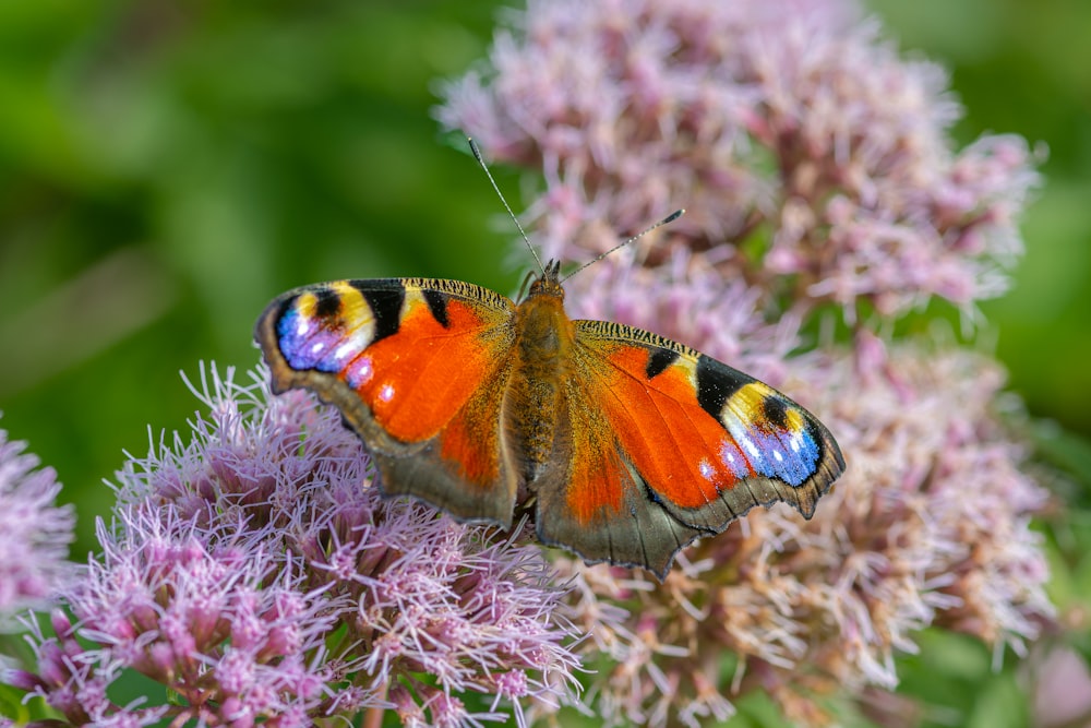 a close up of a butterfly on a flower