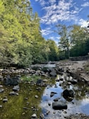a river running through a lush green forest