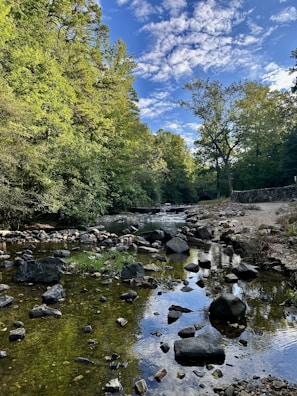a river running through a lush green forest