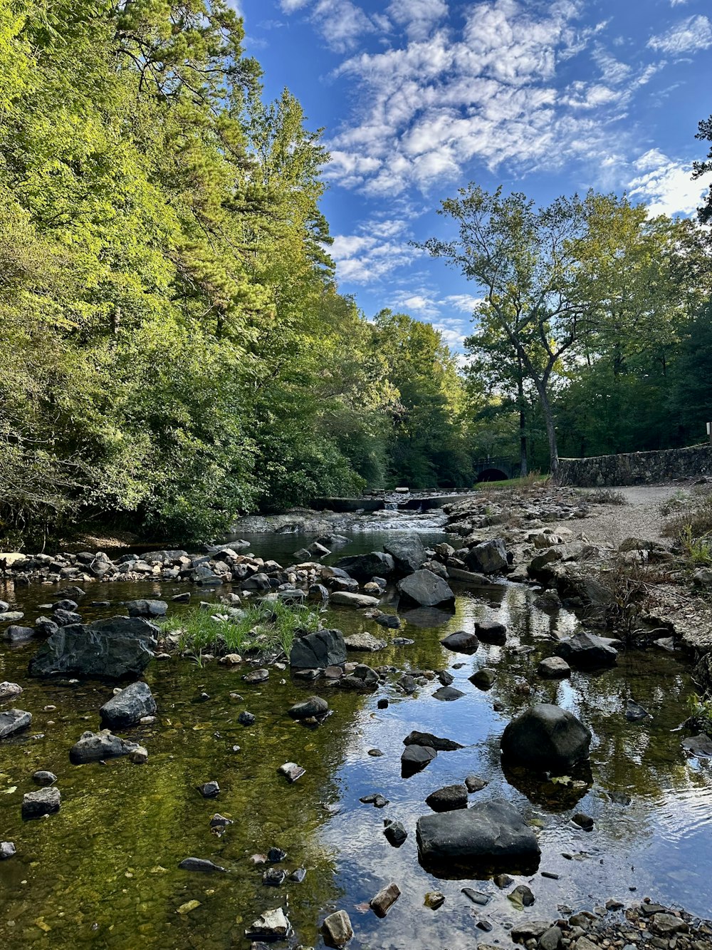 a river running through a lush green forest