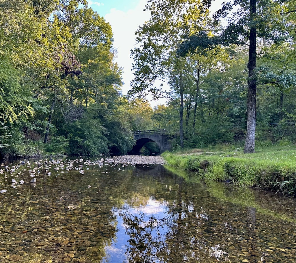 a river running through a lush green forest