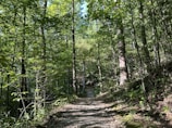 A serene nature trail winding through tall trees with sunlight filtering through the leaves.