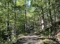 A quiet forest path lined with tall trees and dappled sunlight filtering through leaves.