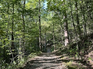 A serene forest trail with sunlight filtering through tall trees.