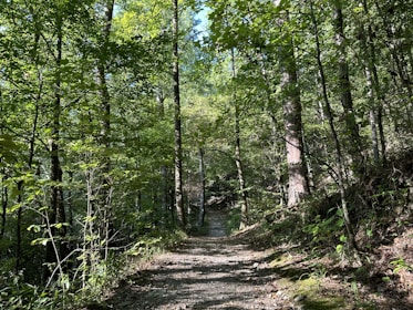 A serene forest trail with sunlight filtering through tall trees.