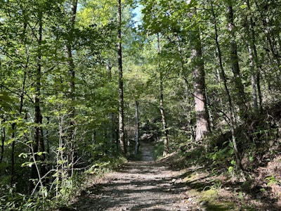 A serene forest trail with sunlight filtering through tall trees.
