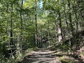 A serene nature trail winding through tall trees with sunlight filtering through the leaves.