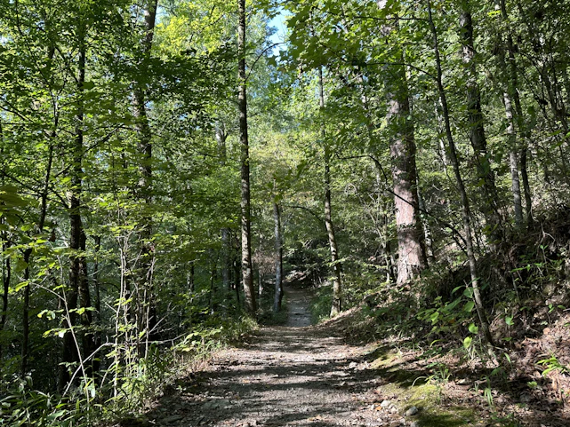 A serene forest trail in Dang district with sunlight filtering through lush green trees.