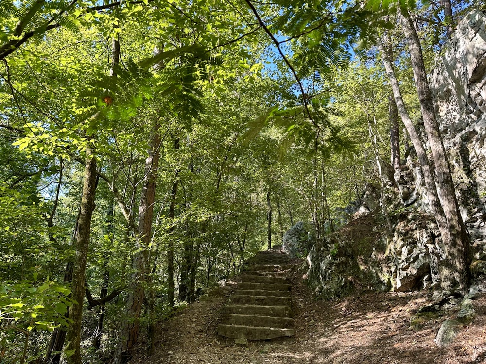 a set of steps in the middle of a forest