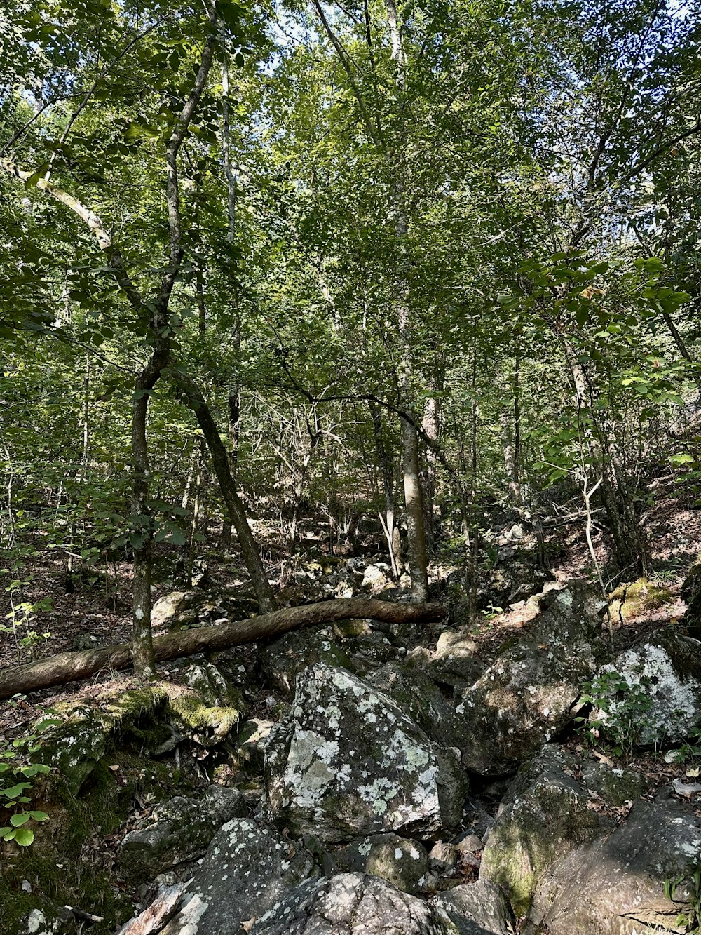 a forest filled with lots of trees and rocks