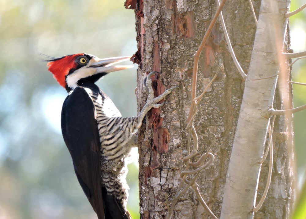 a woodpecker is climbing up the side of a tree