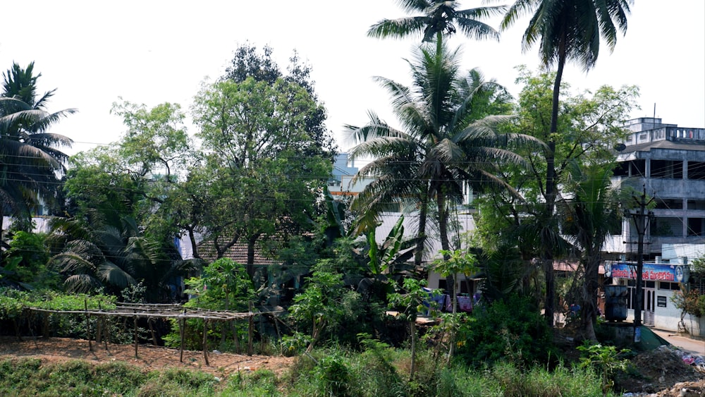 a group of palm trees in front of a building