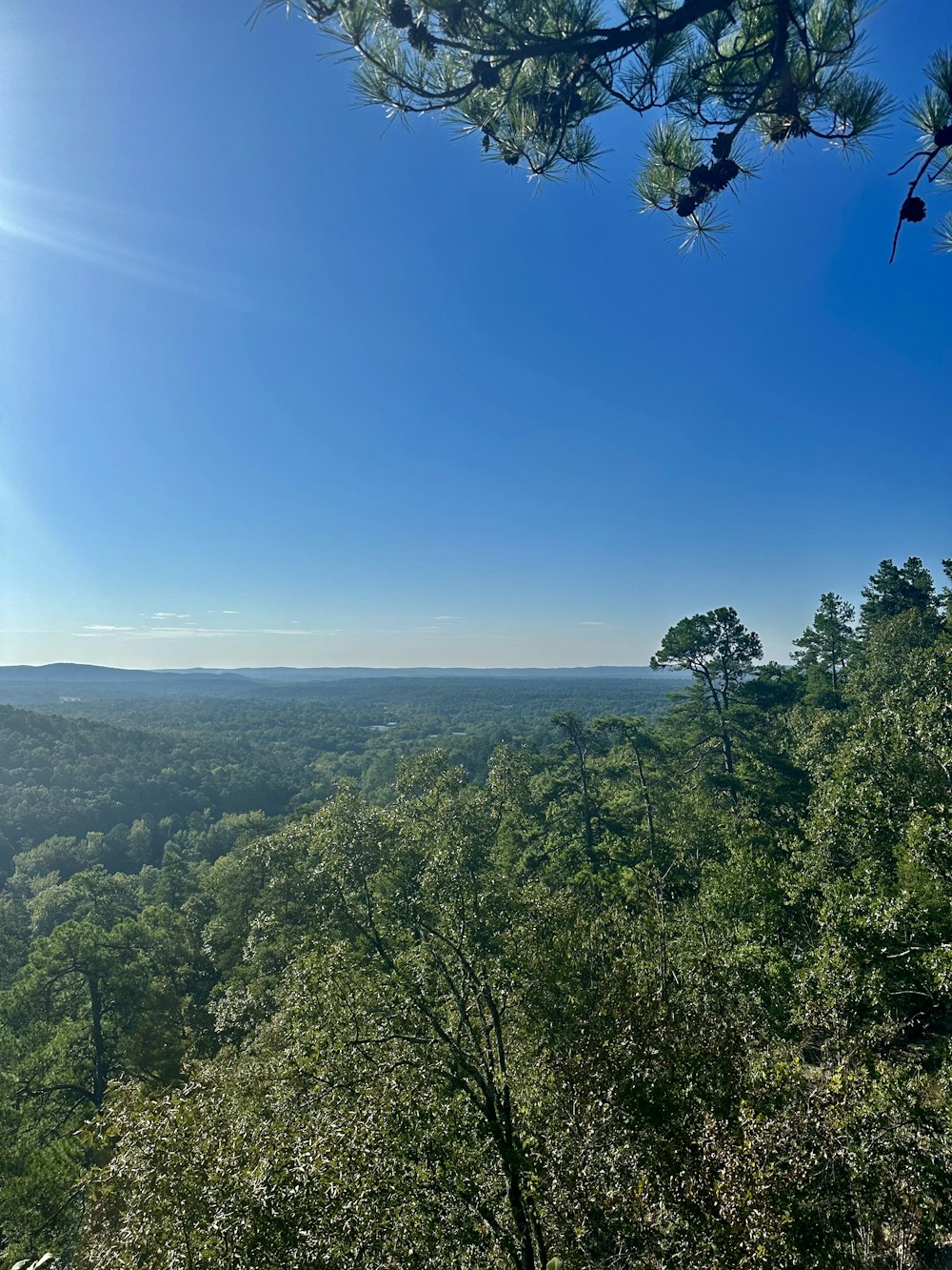 a view of a forest from a high point of view