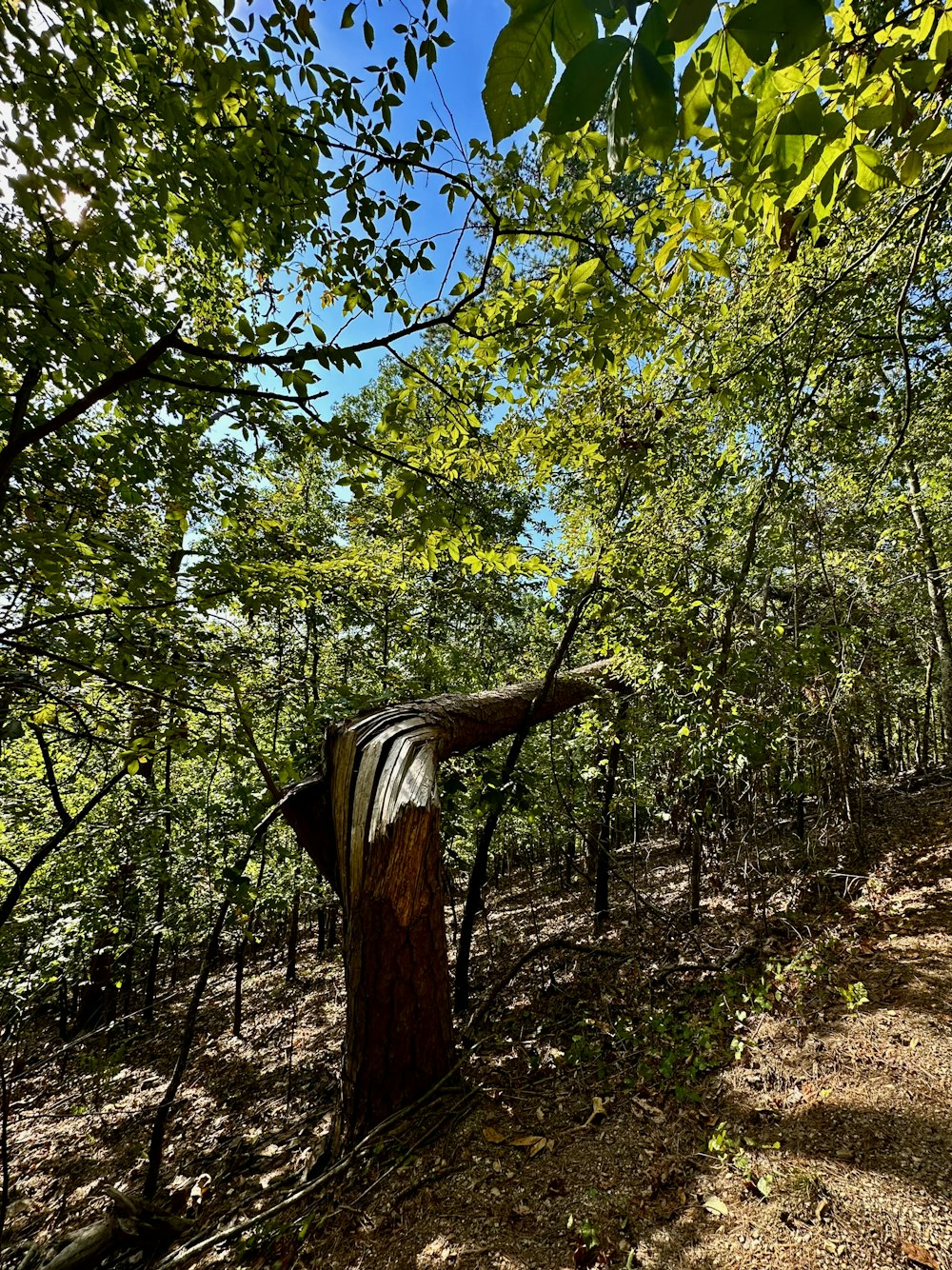 a wooden bench sitting in the middle of a forest