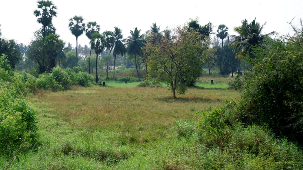 a grassy field with trees and bushes in the background