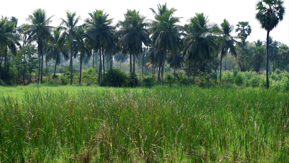 a lush green field with palm trees in the background