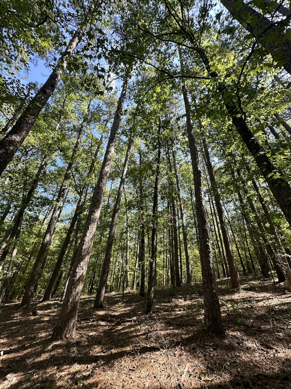 a forest filled with lots of tall trees