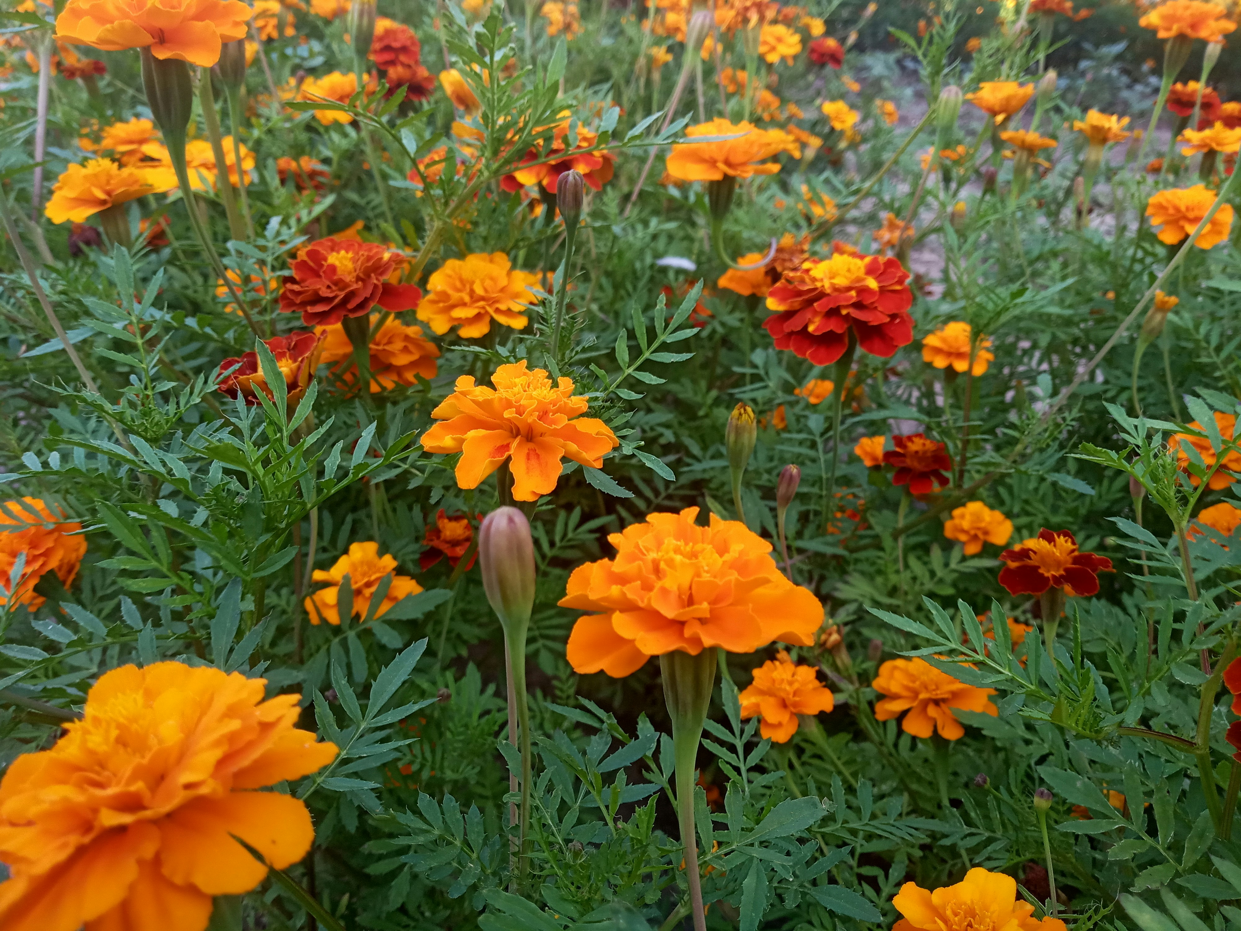 a field full of orange and red flowers