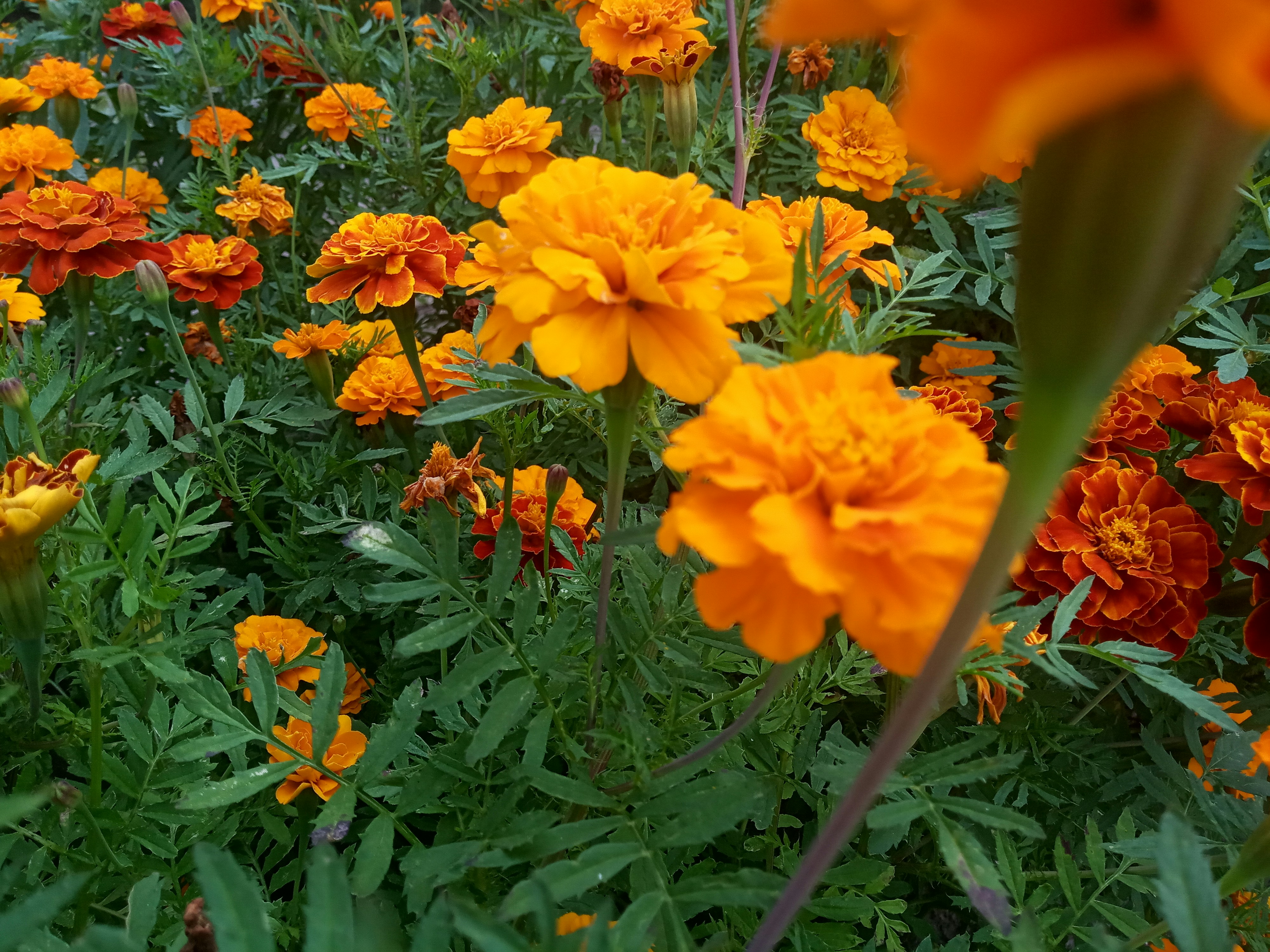Bright and colorful flower beds in a summer garden.