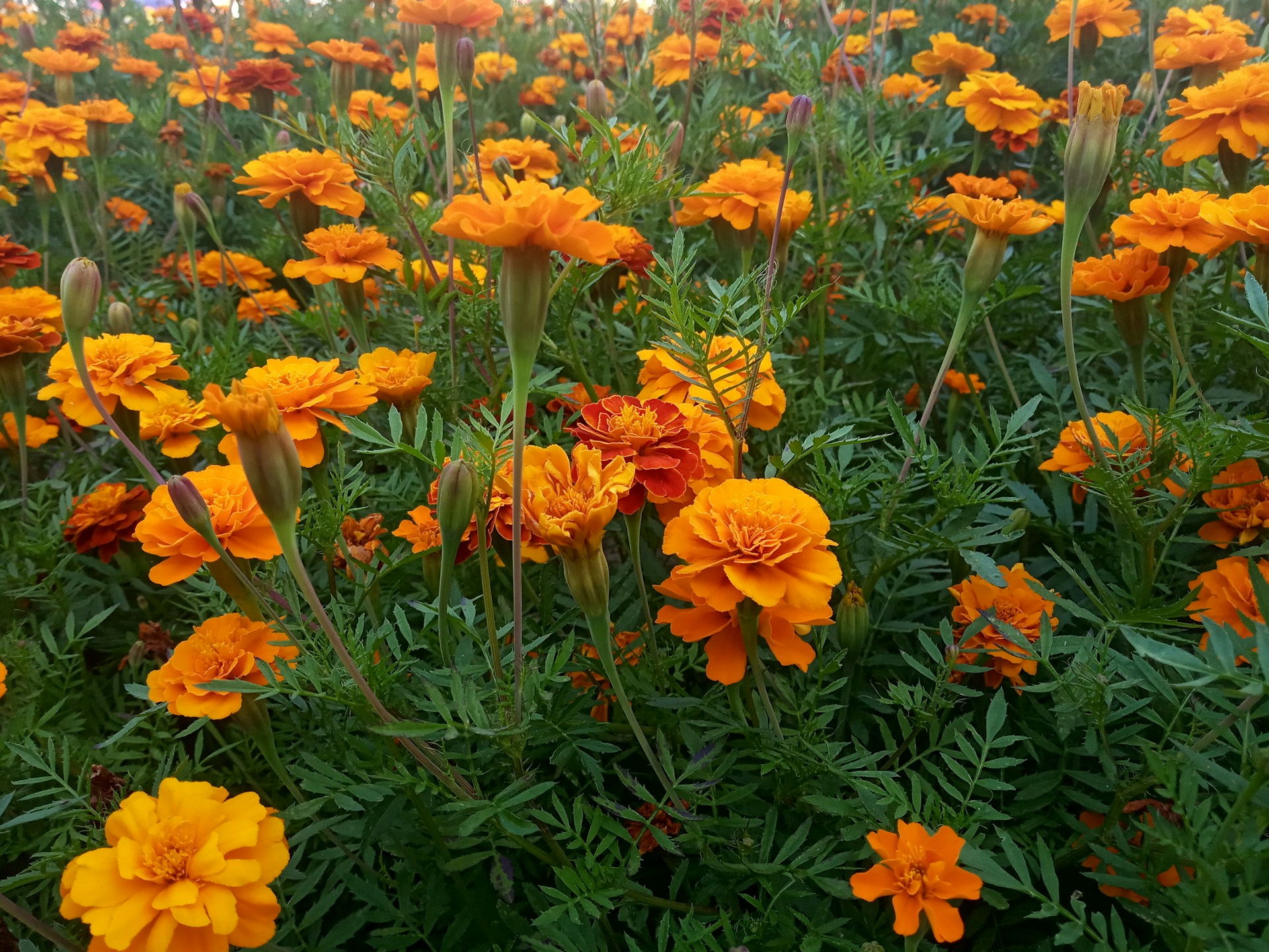 a field full of orange and yellow flowers