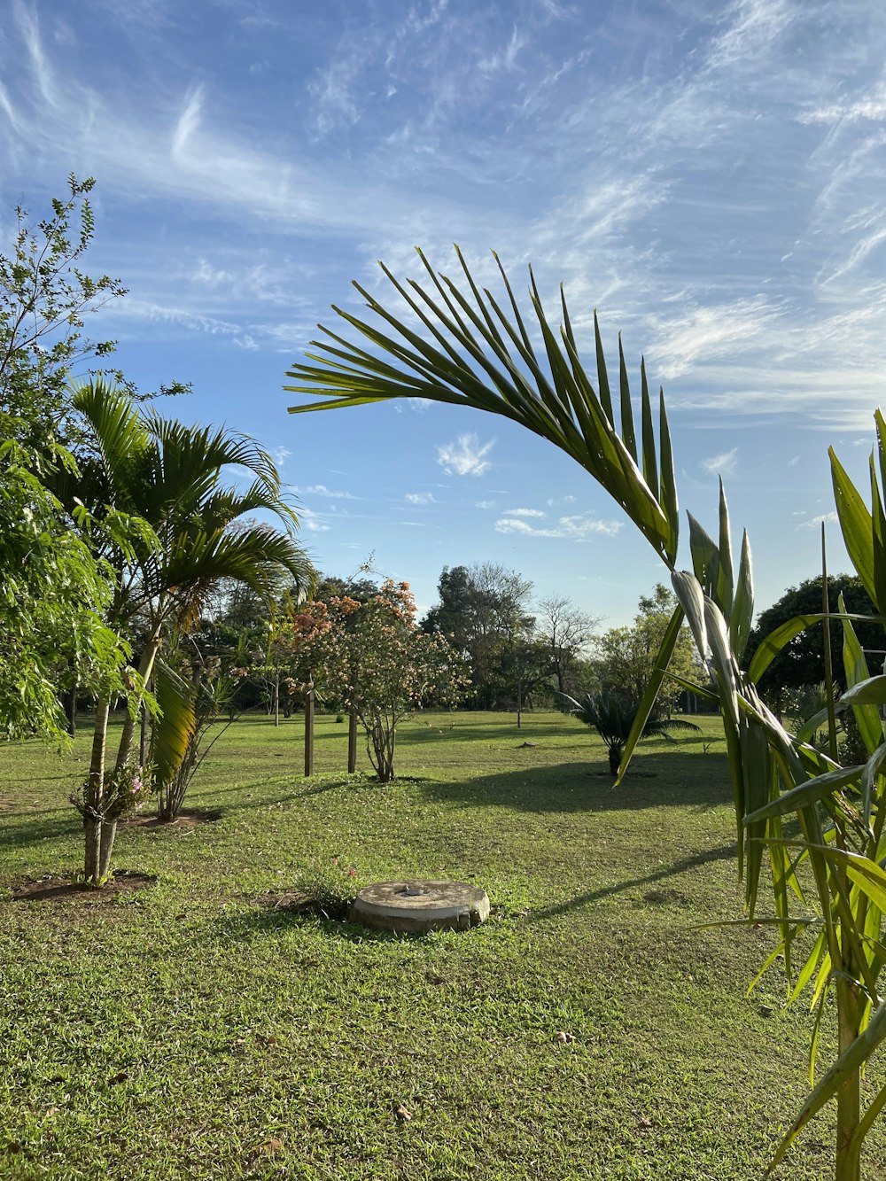 a grassy field with trees and a bench in the middle of it