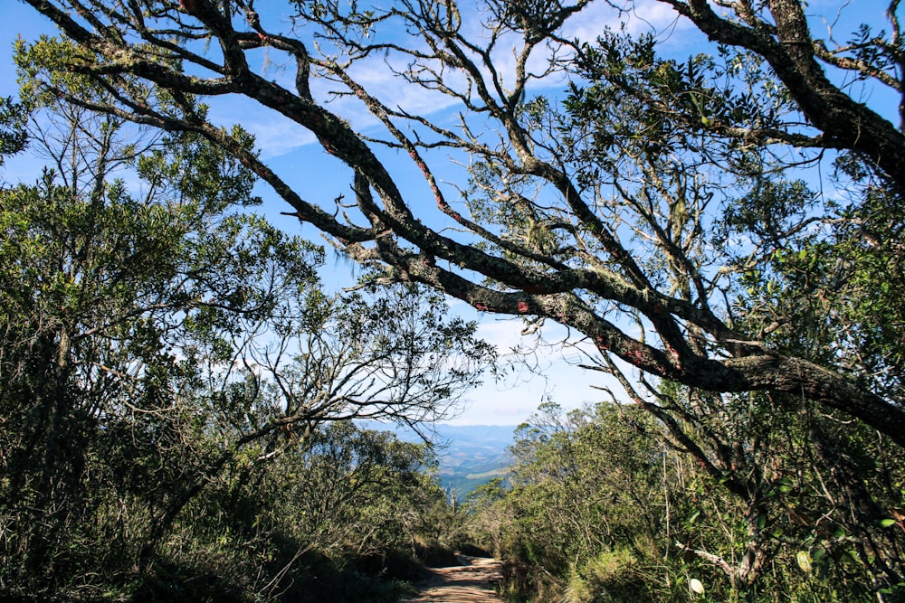 a dirt road surrounded by lots of trees