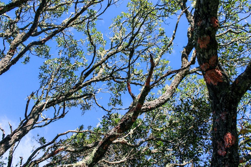 a bird is perched on a branch of a tree