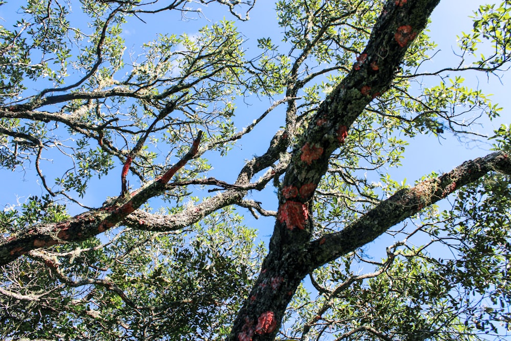 a view of the branches of a tree from below