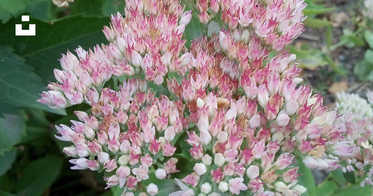 Europe 37 To Au Europe 37 To Au