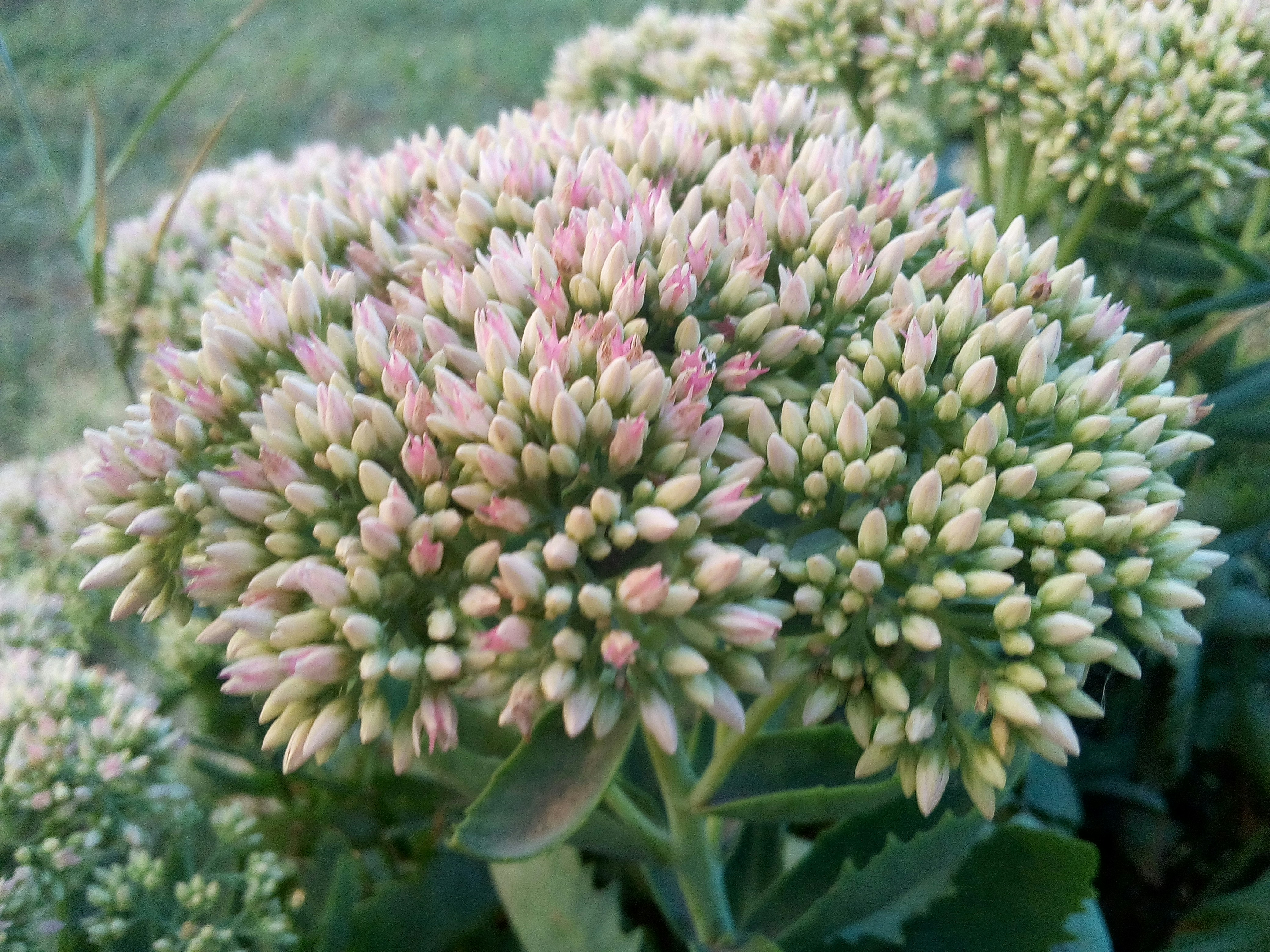 A cluster of pale pink flower buds on a plant