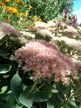 A vibrant close-up of blooming flowers in Dumas Bay Garden Club's lush garden.