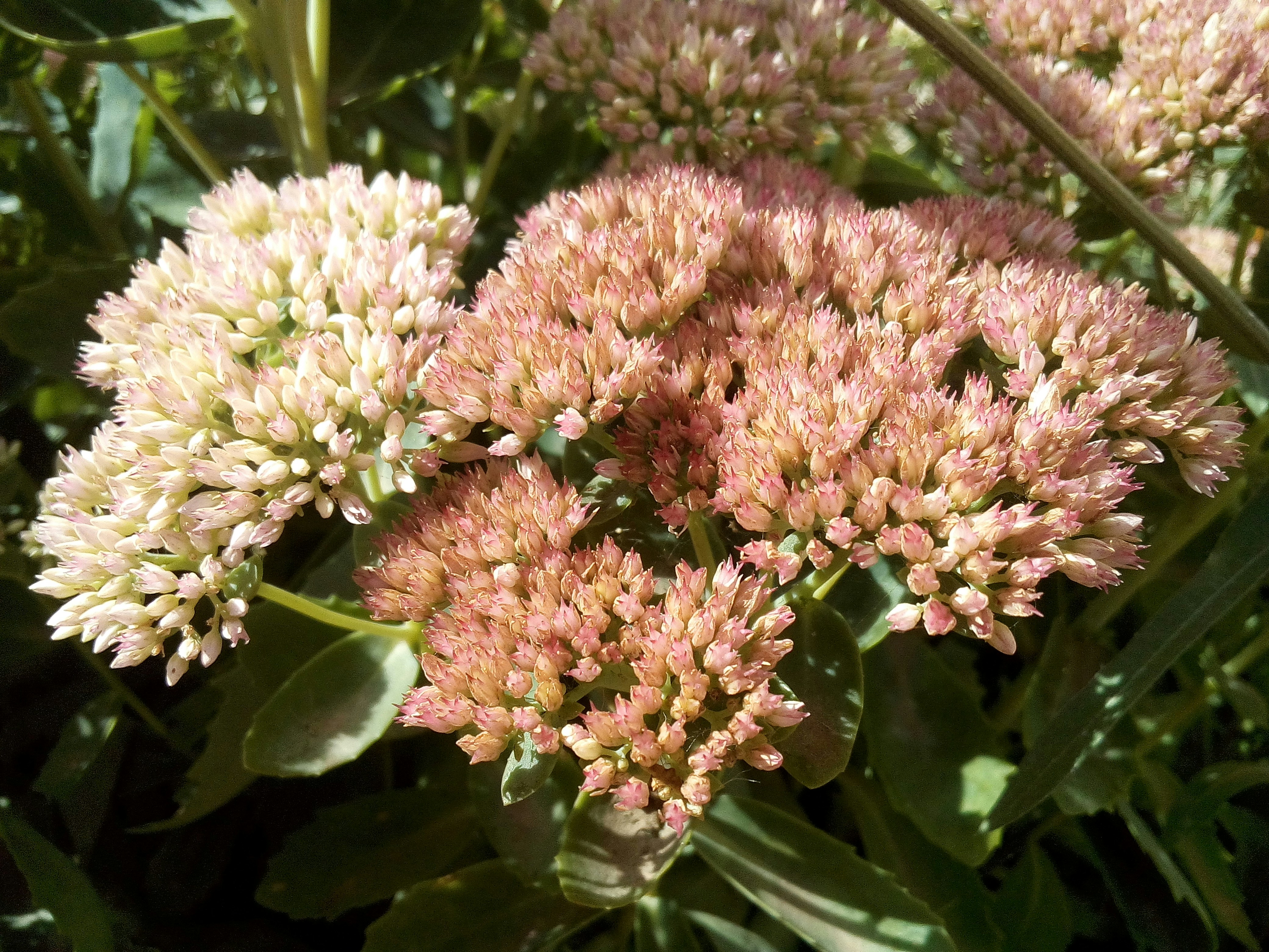 Photo by dmitry_burdakov