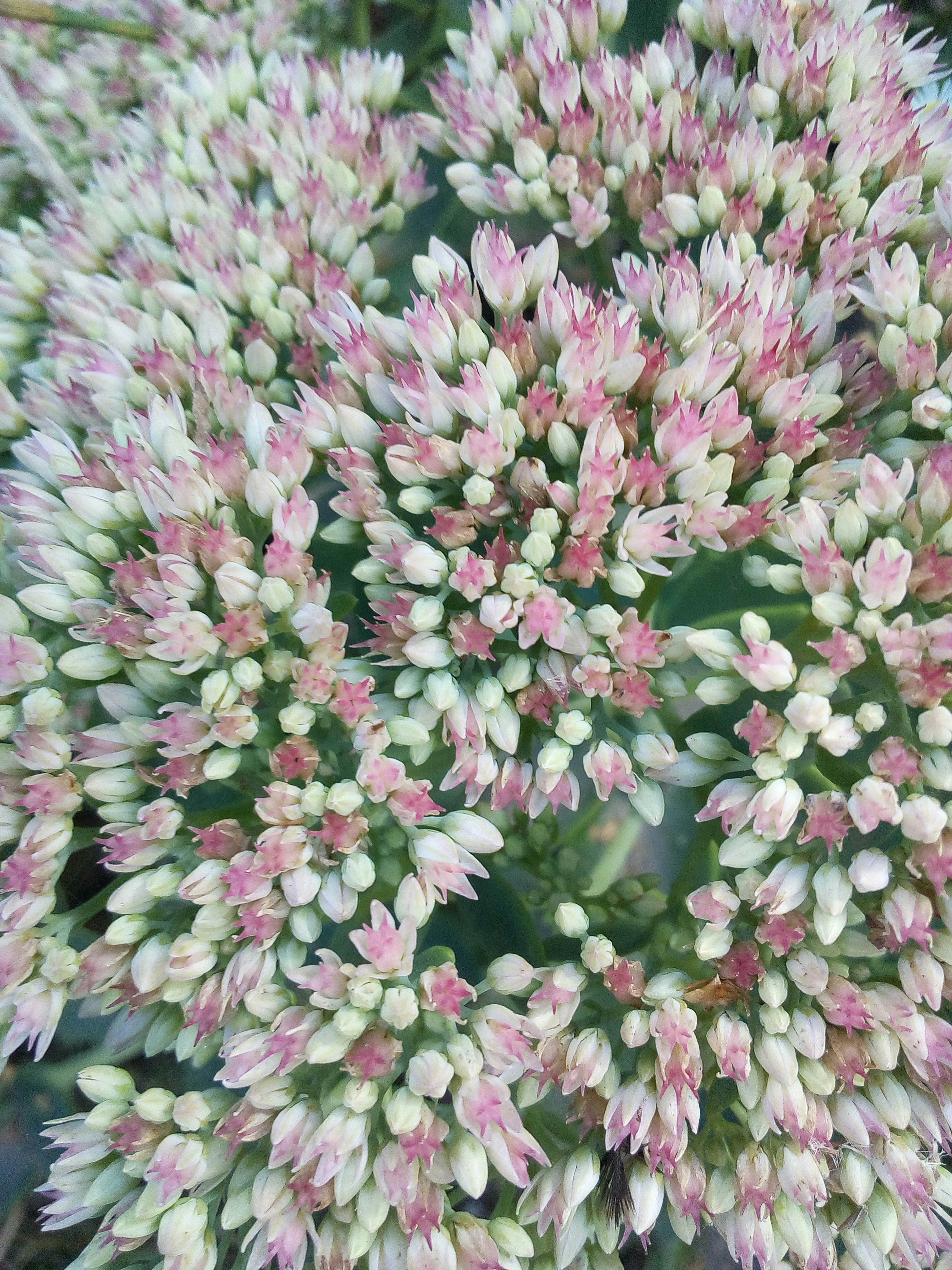 Close-up of pink and white flowers blooming flowers