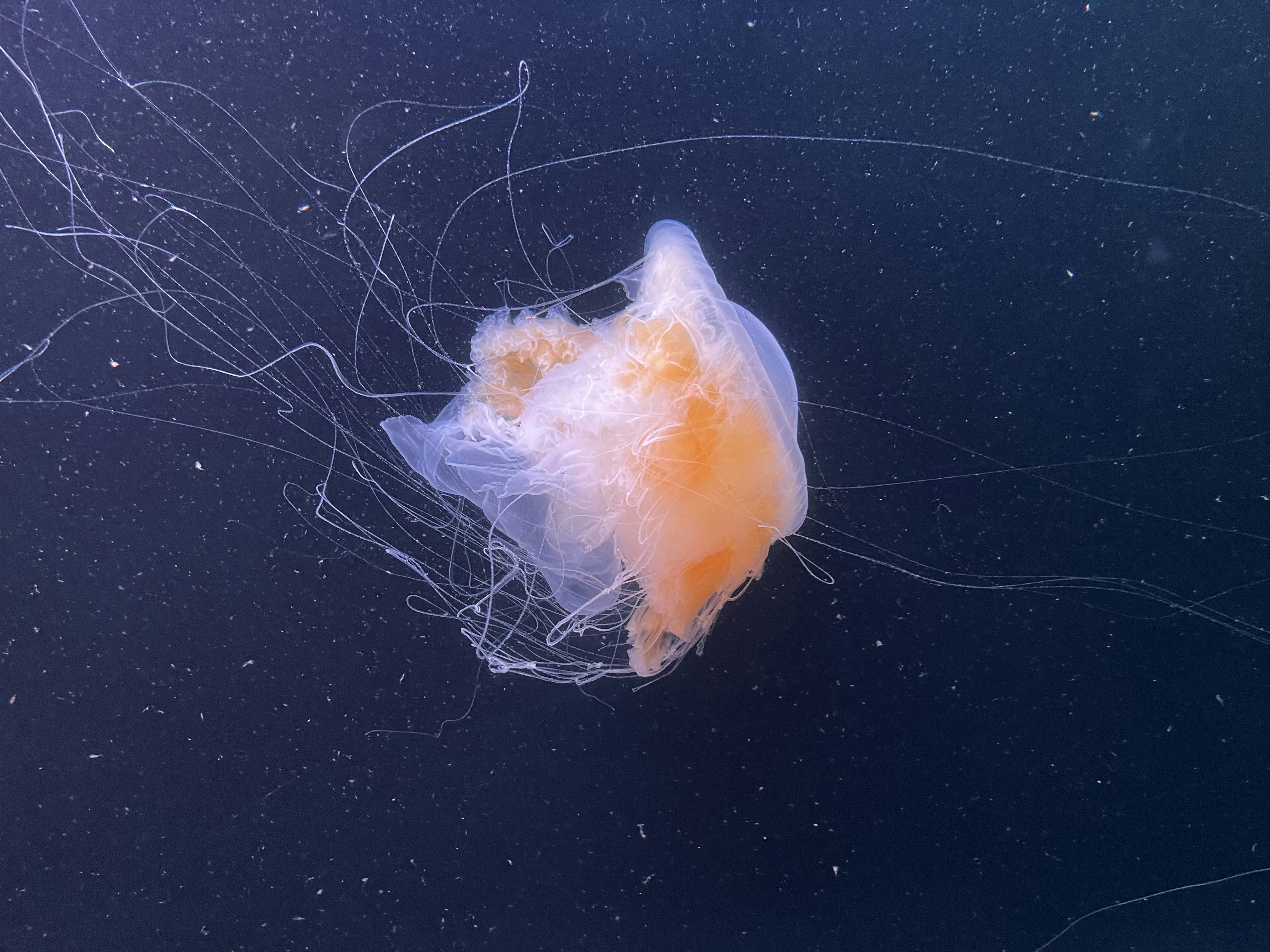 Photo by wendell_adriel