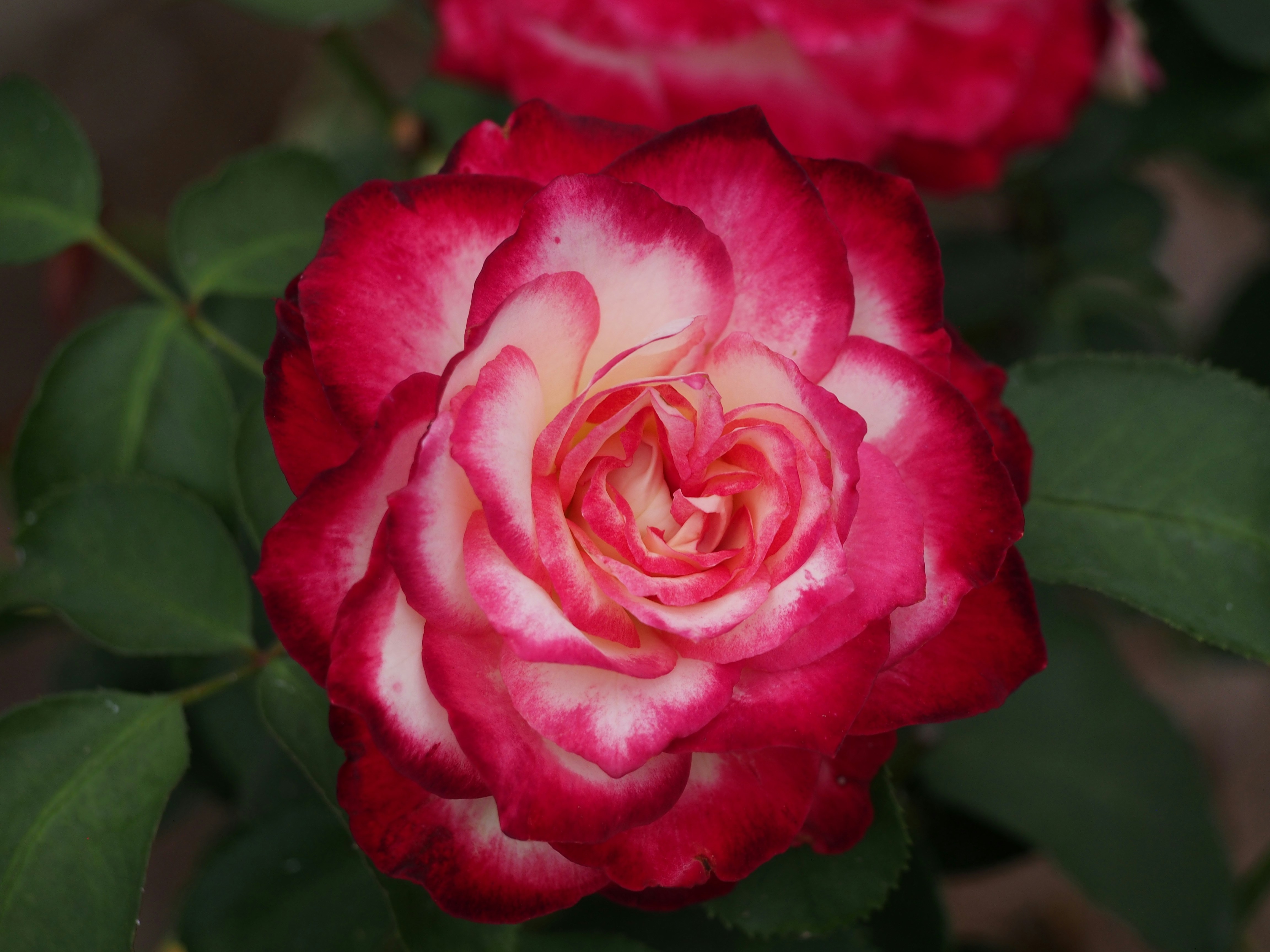 Photo by delassusdesign