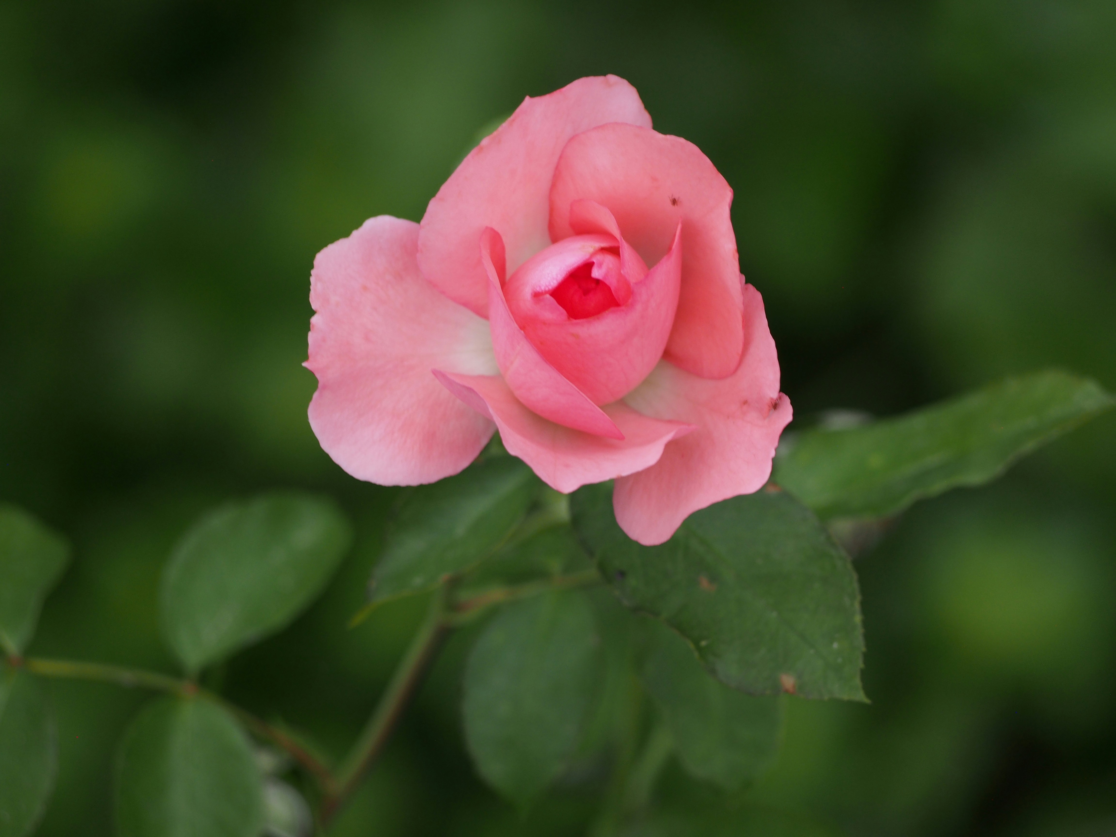 Photo by delassusdesign