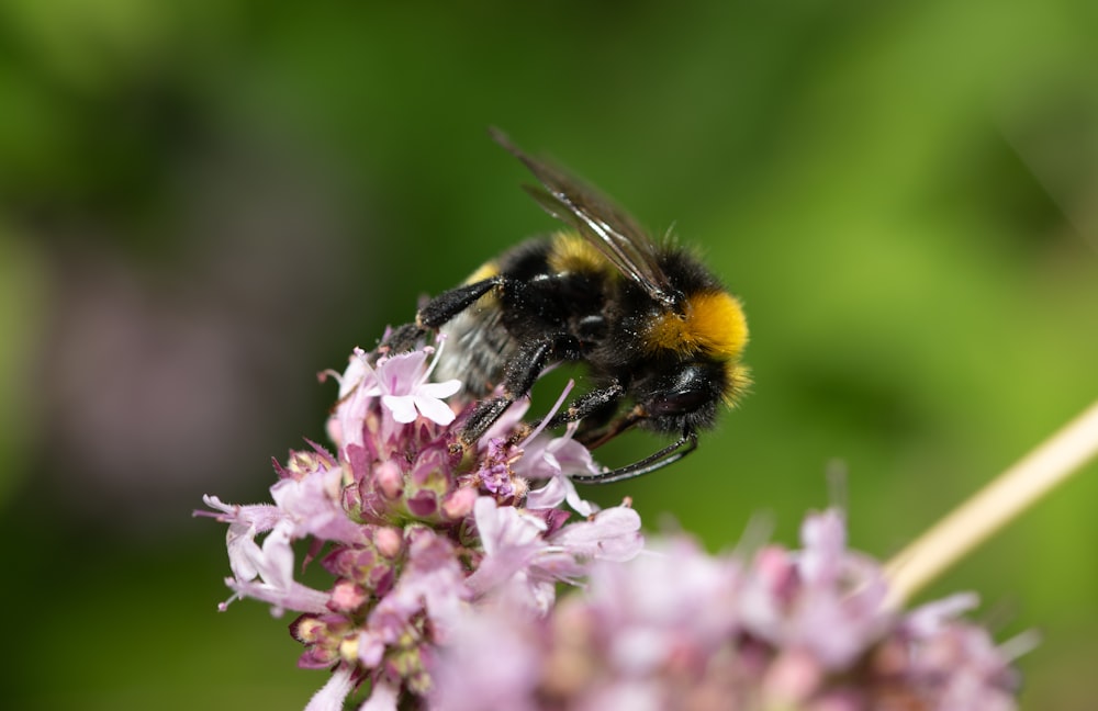 a close up of a bee on a flower