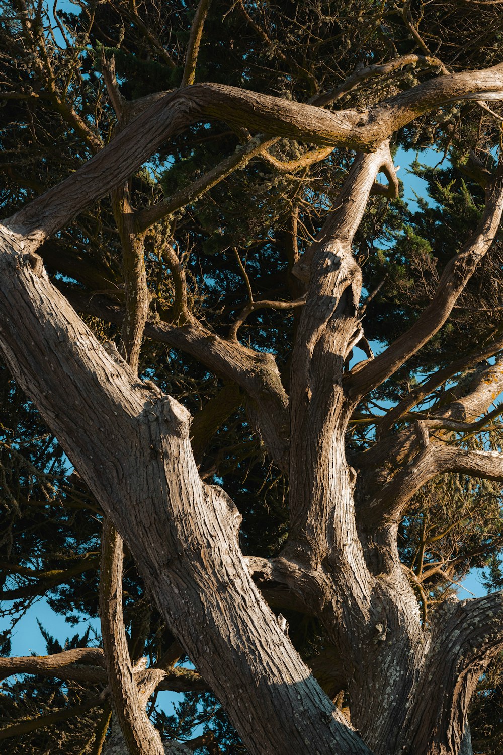 a bird perched on top of a tree branch