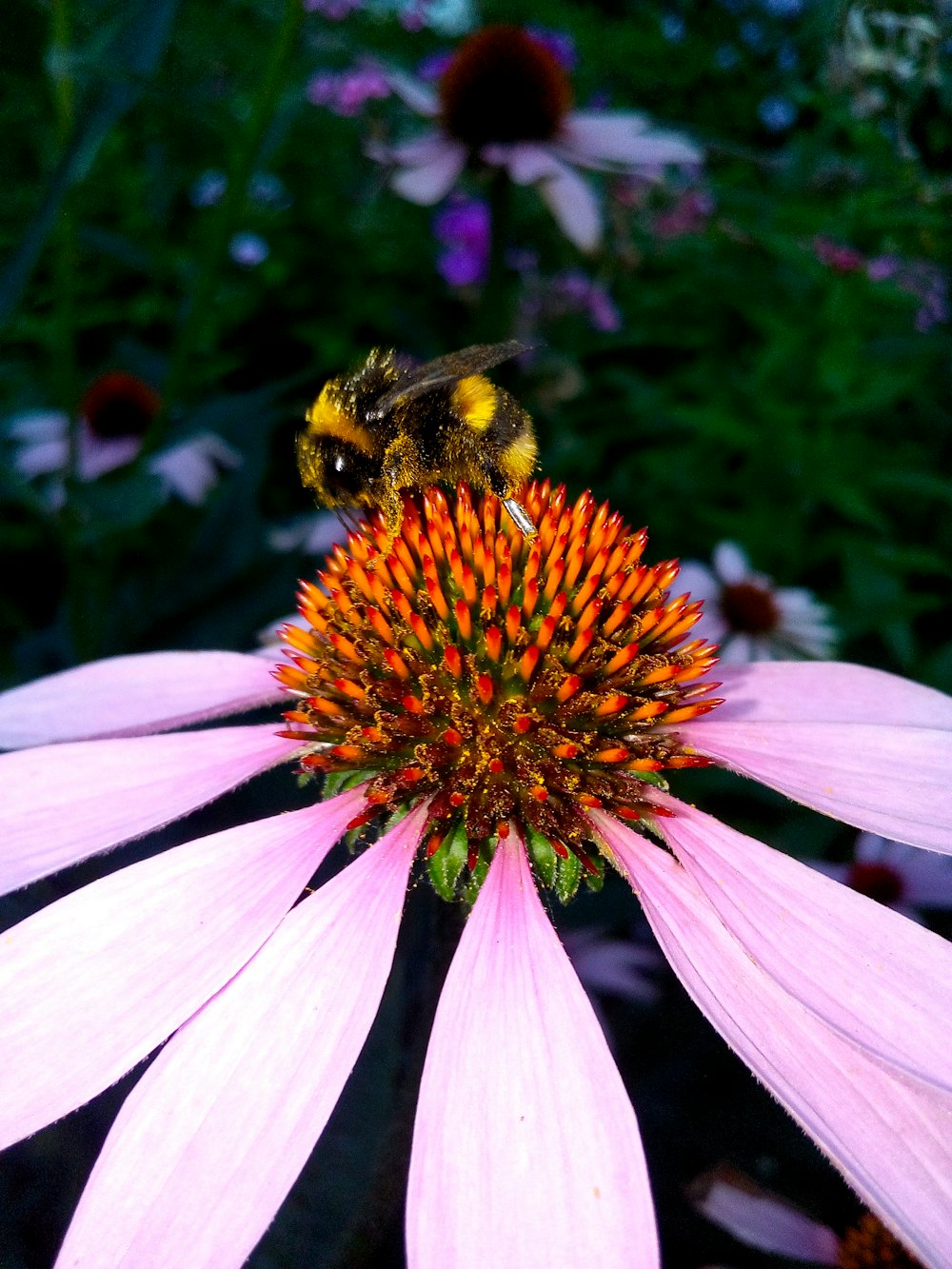 a bee sitting on top of a pink flower