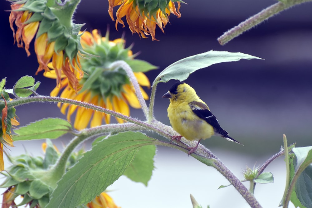 a small yellow bird perched on a sunflower
