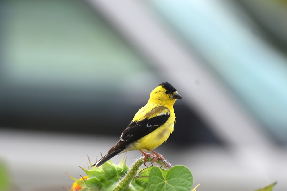 a yellow and black bird sitting on top of a green plant